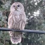 Grays Harbor Birds: Barred Owl (Strix varia)