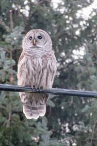 Grays Harbor Birds: Barred Owl (Strix varia)