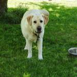 Kat Bryant | The Daily World                                Gus, the familys 3-year-old Labrador retriever, relishes his unofficial job as the hotels greeter.