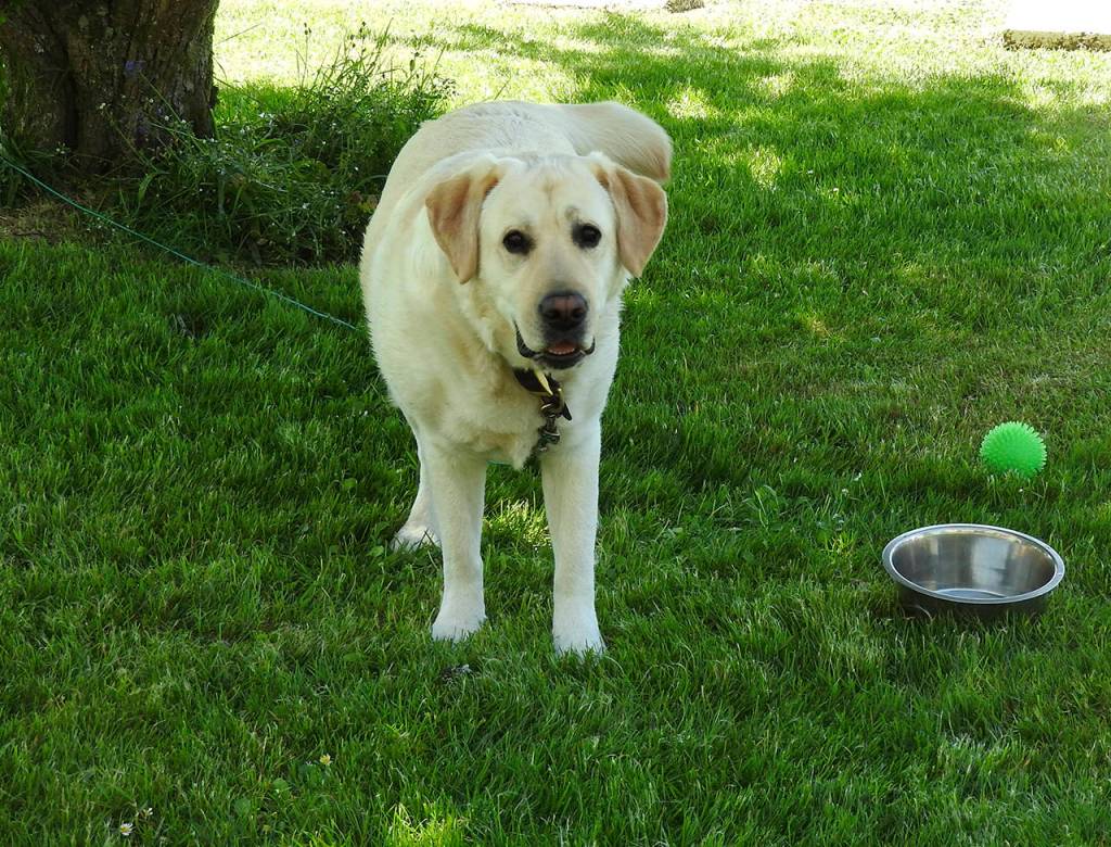 Kat Bryant | The Daily World                                Gus, the familys 3-year-old Labrador retriever, relishes his unofficial job as the hotels greeter.