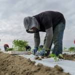 Farmworkers need to be paid for more than just picking the crops, says Washington Supreme Court
