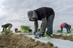Farmworkers need to be paid for more than just picking the crops, says Washington Supreme Court
