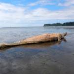 (Courtesy Jessie Huggins, Cascadia Research) The remains of a juvenile female gray whale were discovered near the western shore of Bowerman Airport on Monday. Its approximately 24-feet-long. There was no indication of entanglement, said Jessie Huggins from Cascadia Research. She said it had probably been dead for a couple weeks, and that it was likely one or two years old. You can view it from the furthest viewing point on the Sandpiper Trail with a good camera or binoculars.