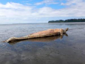 (Courtesy Jessie Huggins, Cascadia Research) The remains of a juvenile female gray whale were discovered near the western shore of Bowerman Airport on Monday. Its approximately 24-feet-long. There was no indication of entanglement, said Jessie Huggins from Cascadia Research. She said it had probably been dead for a couple weeks, and that it was likely one or two years old. You can view it from the furthest viewing point on the Sandpiper Trail with a good camera or binoculars.