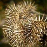 Weeds can reveal valuable information about your soil