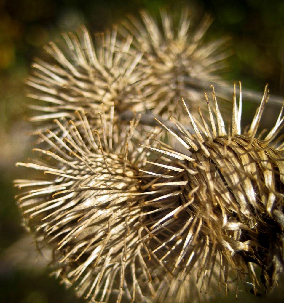 Weeds can reveal valuable information about your soil