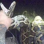 Calling all hunters: Everglades National Park wants you to kill its Burmese pythons