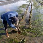 LOUIS KRAUSS | THE DAILY WORLD Dave Hollingsworth inspects some young growing oysters at his farm in Westport.