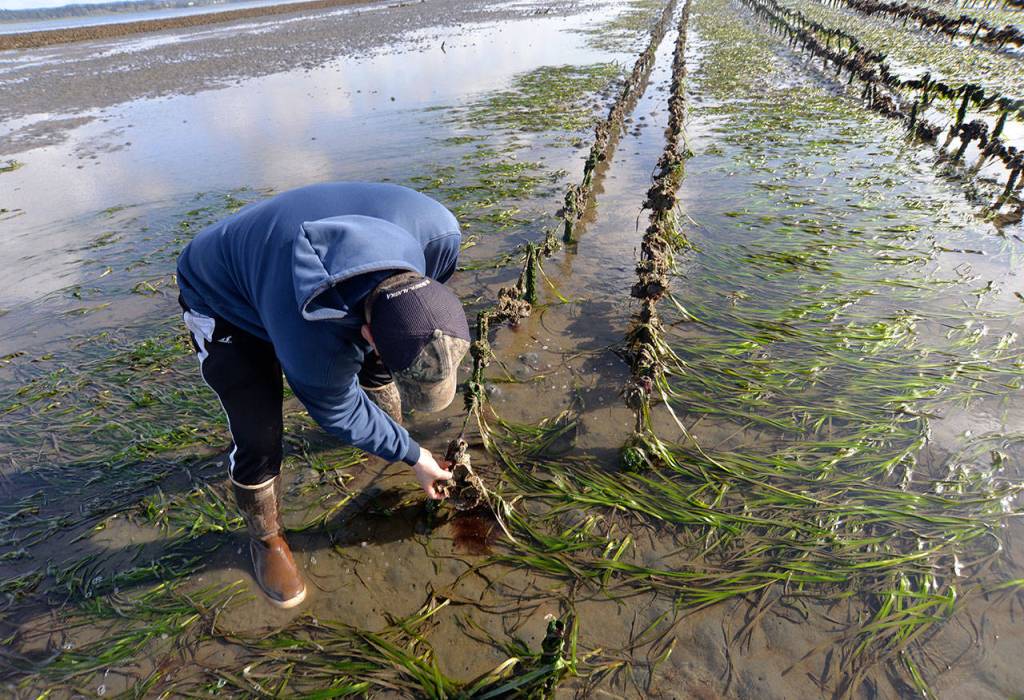 LOUIS KRAUSS | THE DAILY WORLD Dave Hollingsworth inspects some young growing oysters at his farm in Westport.