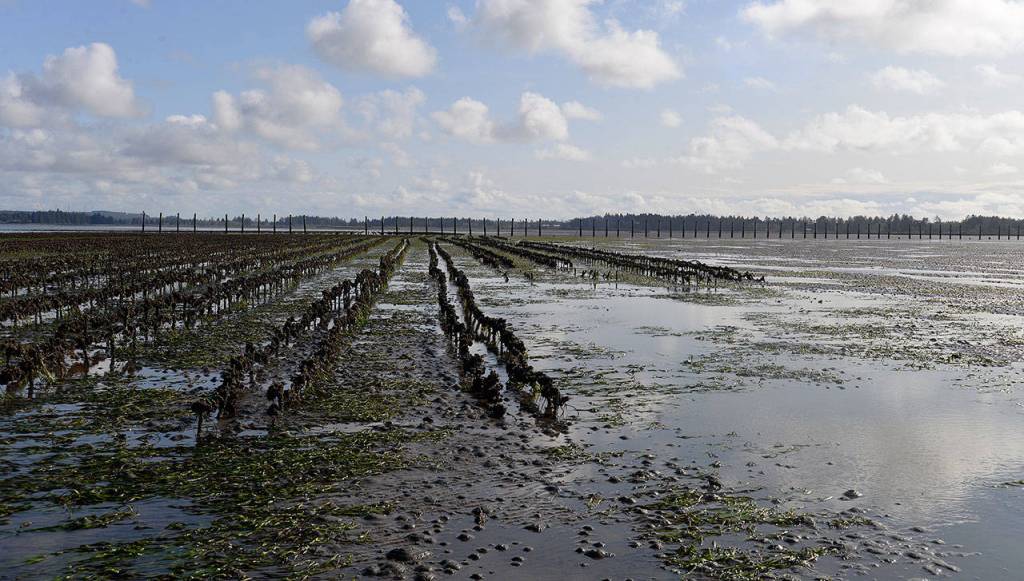 LOUIS KRAUSS | THE DAILY WORLD Eel grass, crabs and small sea critters still live among the healthy oyster beds, on the left, at this farm in Westport. To the right is soil he can no longer grow on due to the burrowing shrimp.