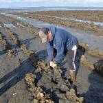 LOUIS KRAUSS | THE DAILY WORLD Dave Hollingsworth pulls up a line of oysters that were buried in the mud due to burrowing shrimp softening the soil. The oysters on the bottom of the cluster not exposed to the air are already lost.