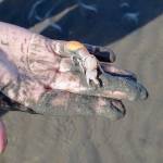 LOUIS KRAUSS | THE DAILY WORLD An oyster grower holds a burrowing shrimp after digging it out of the mud.
