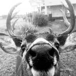 O.S. council approves ban on feeding deer, other wildlife