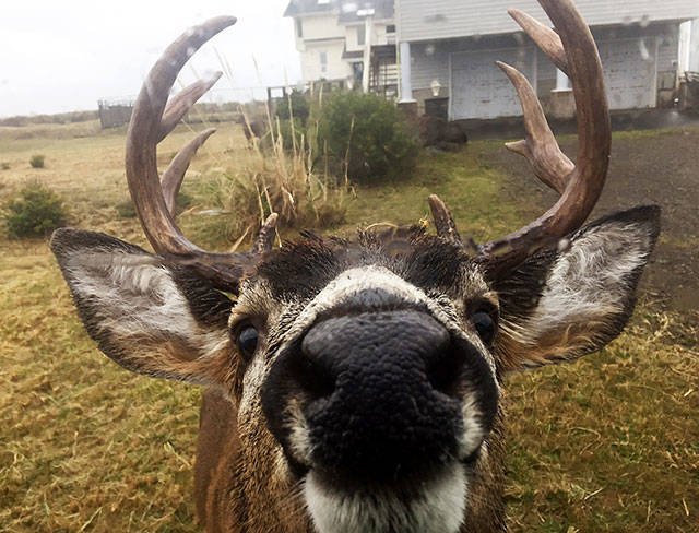 O.S. council approves ban on feeding deer, other wildlife