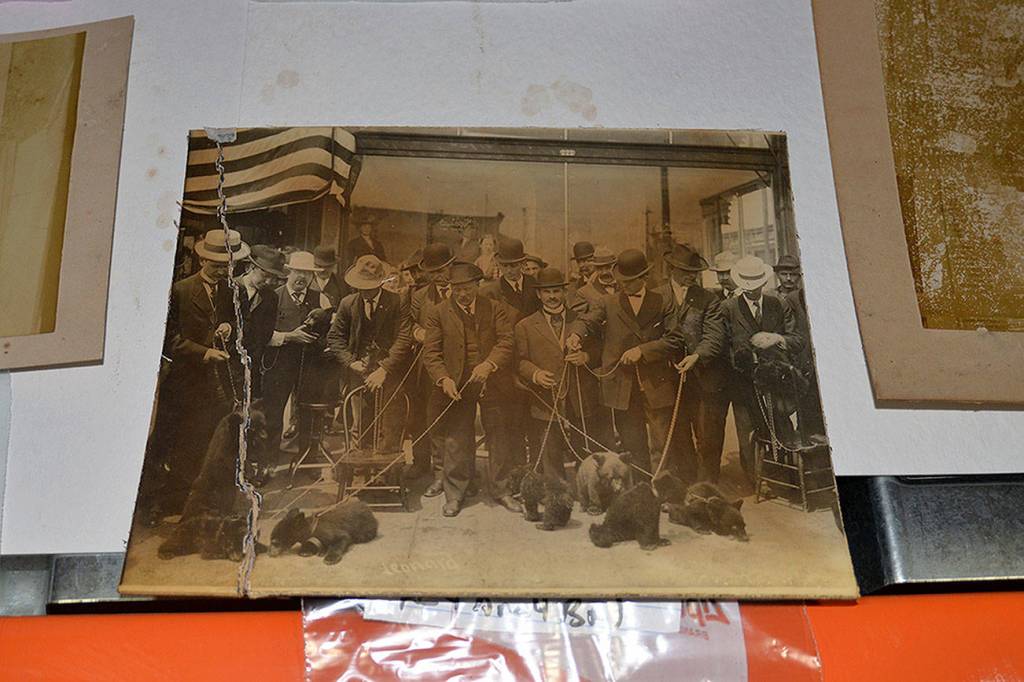 LOUIS KRAUSS | THE DAILY WORLD A photo from 1908 shows seven bear cubs held on leashes by Grays Harbor clothier George J. Wolff and others. When Theodore Roosevelt sent a naval fleet to visit Grays Harbor, the cubs were rounded up and presented as gifts to live on the ships as mascots.