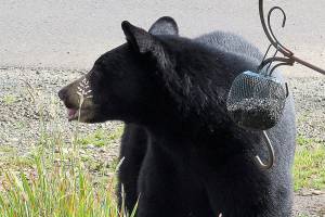 Grays Harbor Wildlife: American Black Bear (Ursus americanus)