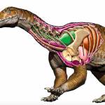 Ingentia prima had an improved, avian-like respiratory system with developed cervical air sacs, shown in green. Its lungs are shown in brown. (Jorge A. Gonzalez)