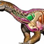These long-necked, elephant-sized dinosaurs arose long before Brachiosaurus