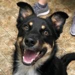 Adoptable Pet of the Week: Boen