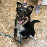Adoptable Pet of the Week: Boen