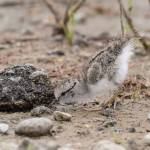 Photo by Gregg Thompson