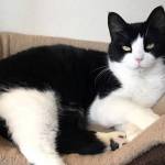 Adoptable Pet: Jenny