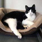 Adoptable Pet: Jenny
