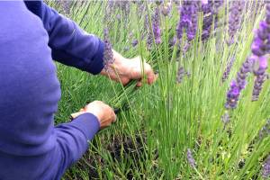 Grower preps for third annual Lavender Festival