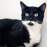 Adoptable Pet: Moostash