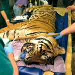 Brooke Cain/Raleigh News & Observer                                 Tio the tiger got three root canals on fractured teeth at Carolina Tiger Rescue last weekend.