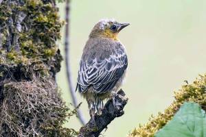 Grays Harbor Birds: Bullock’s Oriole (Icterus bullockii)