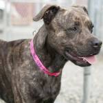 Adoptable Pet: Turock