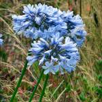 The summer-blooming stems of agapanthus arise with large flower heads with up to 100 tiny tubular florets that open like fireworks. (Linda Cochran)