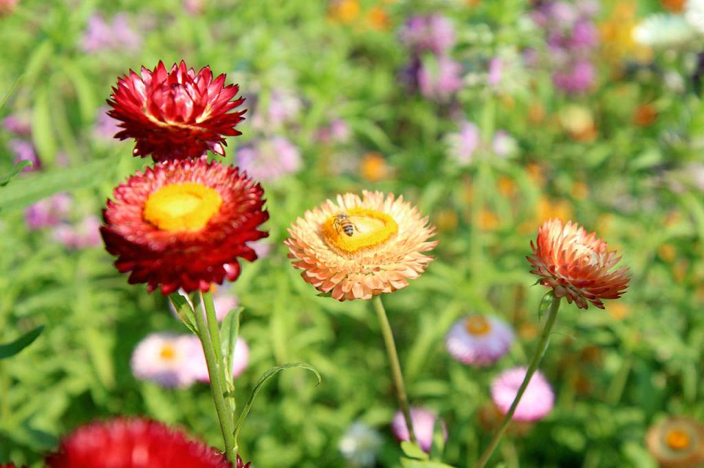 Michael Lang | The Vidette                                Some of the flowers growing in the Master Gardeners garden Wednesday, Aug. 8, 2018, at the Grays Harbor County Fair in Elma. The fair runs through Sunday.