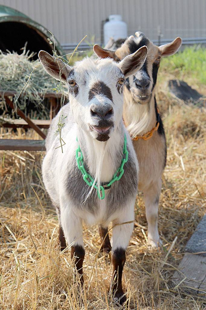 Michael Lang | The Vidette                                Goats get plenty of time to do what goats do Wednesday, Aug. 8, 2018, at the Grays Harbor County Fair in Elma. The fair runs through Sunday.                                Michael Lang | The Vidette                                Goats get plenty of time to do what goats do Wednesday, Aug. 8, 2018, at the Grays Harbor County Fair in Elma. The fair runs through Sunday.