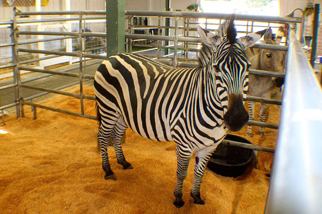 Michael Lang | The Vidette                                A Zebra awaits visitors Tuesday, Aug. 7, 2018, at the Grays Harbor County Fair in Elma. The fair runs through Sunday.