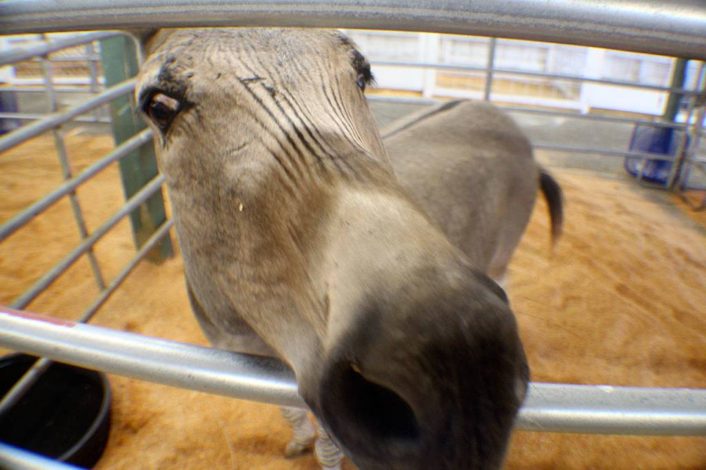 Michael Lang | The Vidette                                A zebroid awaits visitors Tuesday, Aug. 7, 2018, at the Grays Harbor County Fair in Elma. The fair runs through Sunday.