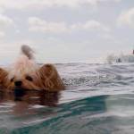 ‘The Meg’ is another (good) bad shark movie