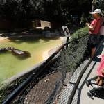 Two female hippos cool off in their habitat at the Los Angeles Zoo in Griffith Park on Monday. The LAPD is investigating an incident where a man was filmed jumping into this hippo enclosure and slapping one of the animals. (Mel Melcon/Los Angeles Times)