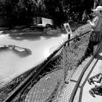 Video of hippo spanking at L.A. Zoo sparks LAPD investigation