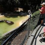 Video of hippo spanking at L.A. Zoo sparks LAPD investigation