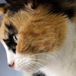 Adoptable Pet: Nosey