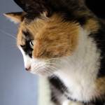 Adoptable Pet: Nosey