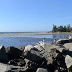 DAN HAMMOCK | THE DAILY WORLD                                A major influx of sand in the North Cove area should not only help with shoreline-saving efforts this winter, it has created a new spit at the mouth of the irrigation ditch. The newly-formed lagoon has proven an attraction for seabirds this summer.