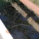 DAN HAMMOCK | THE DAILY WORLD Remnants of a beaver dam, according to locals, continue to back up the irrigation ditch under the Cranberry Road Bridge. The county has said the bridge will be repaired and the ditch cleared by Sept. 17.