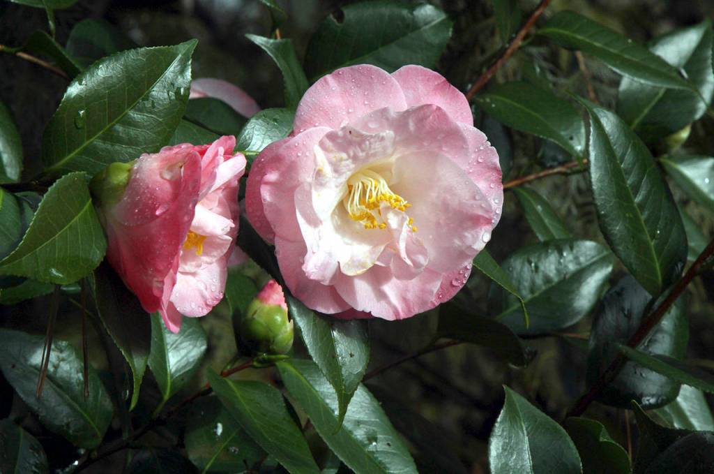 April Remembered is an example of Camellia japonica. (Courtesy photo)