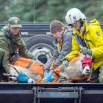Photos by Jesse Major | Peninsula Daily News                                Olympic National Park staff hold two mountain goats as they await an evaluation Thursday. The goats are being relocated from Olympic National Park to the North Cascades. The project to move or kill all the goats is expected to take five years.