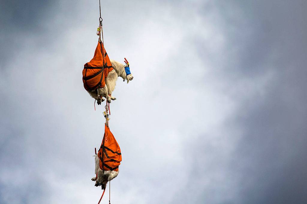 Two blind-folded mountain goats dangle from a helicopter in Olympic National Park as they await an examination Thursday. Olympic National Park and several other agencies are working to move about 700 mountain goats to the North Cascades.