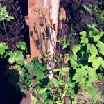 Dauna Koval                                Columbine seeds should be collected in mid- to late summer from these pods, then planted in late winter.