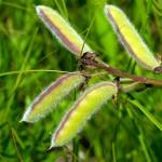 Joshua Mayer                                Lupine seeds are large and easy to collect. Midsummer is the best time.